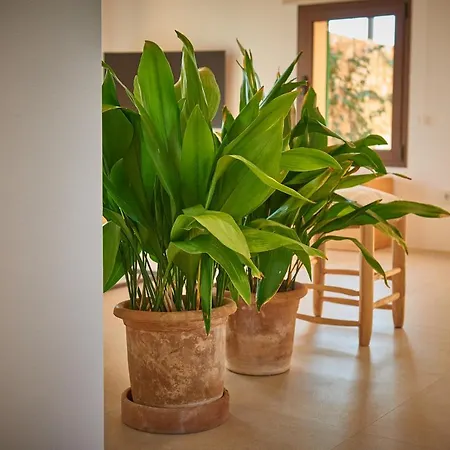 Vakantieboerderij Son Capellot Felanitx
